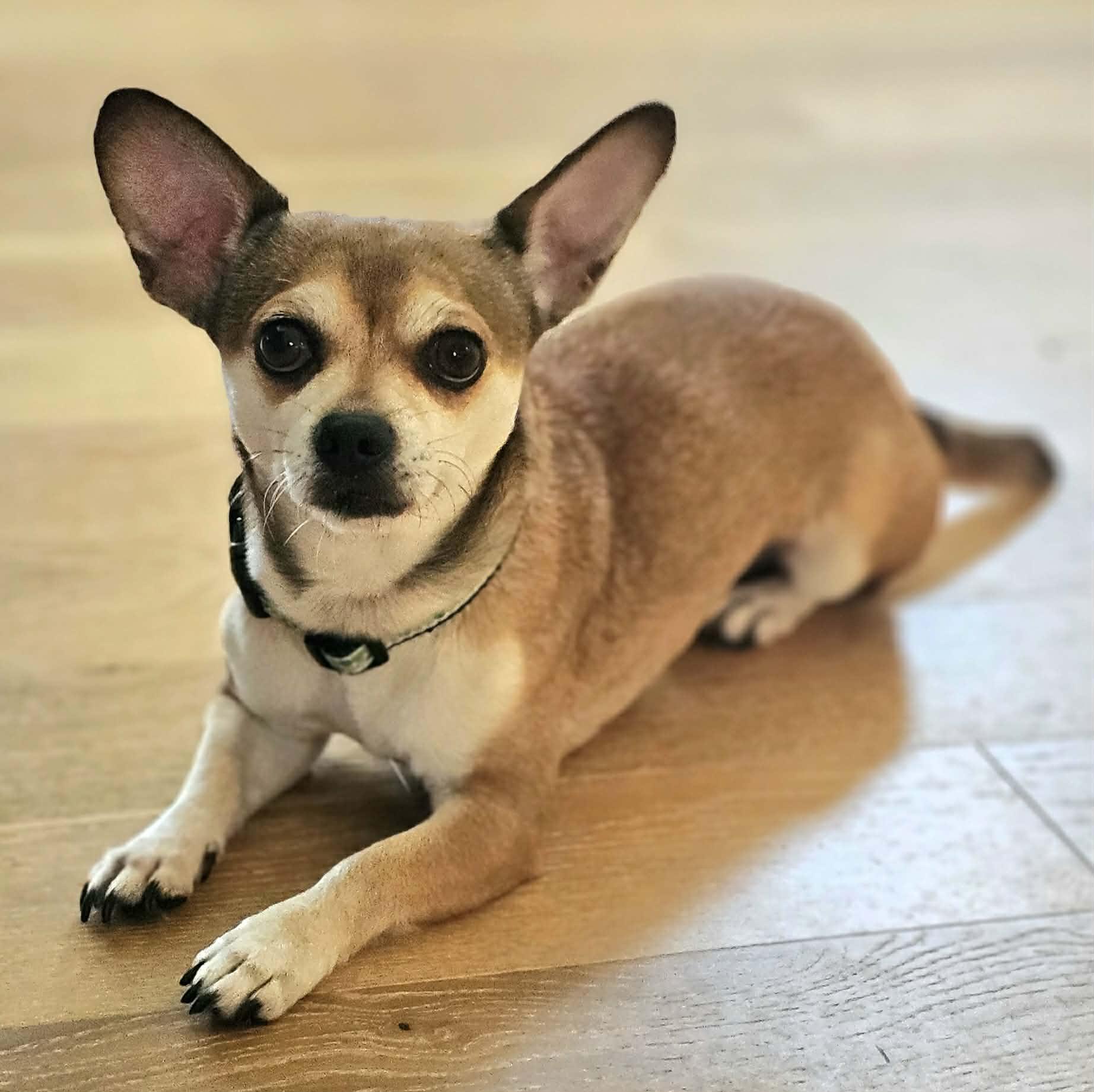 Enlarge Max, a ADOPTABLE Chihuahua in McDonough, GA image 2/5