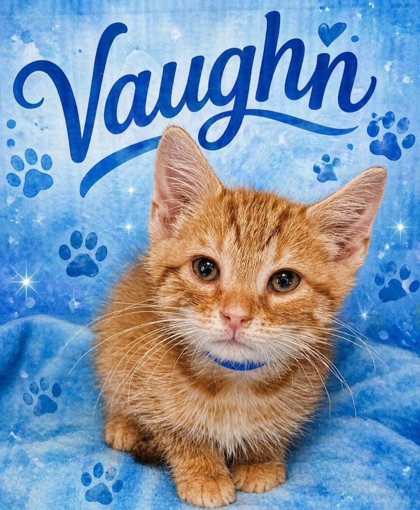 Vaughn, Adoptable, Kitten Male Domestic Short Hair.
