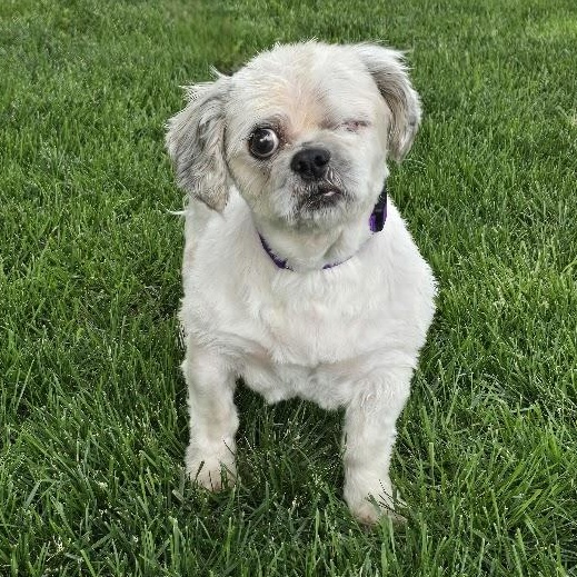 Gem, an adopted Shih Tzu in Waterloo, IA image 2/2