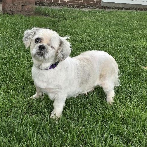 Gem, adopted, Adult Female Shih Tzu.