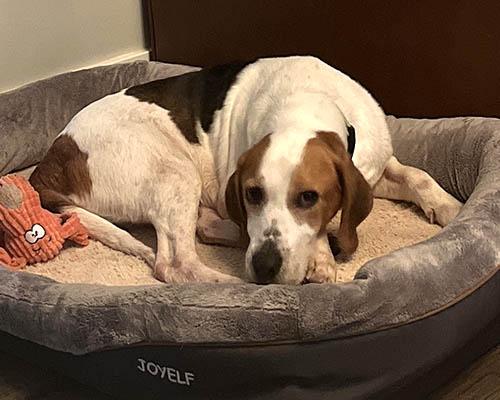 Duncan, a Adoptable mixed breed in Lake Wylie, SC image 3/6