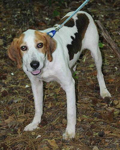 Duncan, Adoptable, Adult Male Hound.