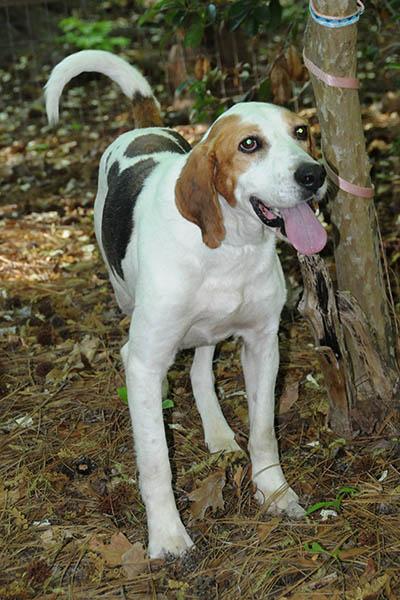 Duncan, a Adoptable mixed breed in Lake Wylie, SC image 5/6