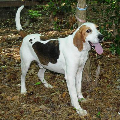 Duncan, a Adoptable mixed breed in Lake Wylie, SC image 6/6