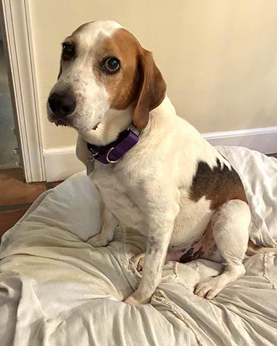 Duncan, a Adoptable mixed breed in Lake Wylie, SC image 1/6