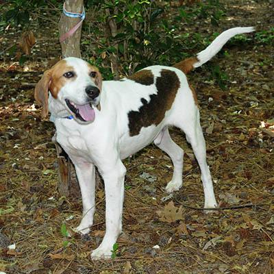 Duncan, a Adoptable mixed breed in Lake Wylie, SC image 1/6