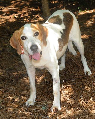 Duncan, a Adoptable mixed breed in Lake Wylie, SC image 6/6