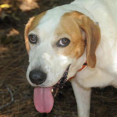 Duncan, a Adoptable mixed breed in Lake Wylie, SC image 5/6