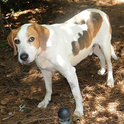 Duncan, a Adoptable mixed breed in Lake Wylie, SC image 3/6