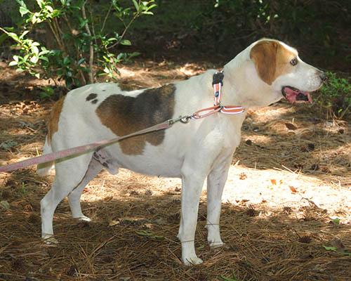 Duncan, a Adoptable mixed breed in Lake Wylie, SC image 4/6