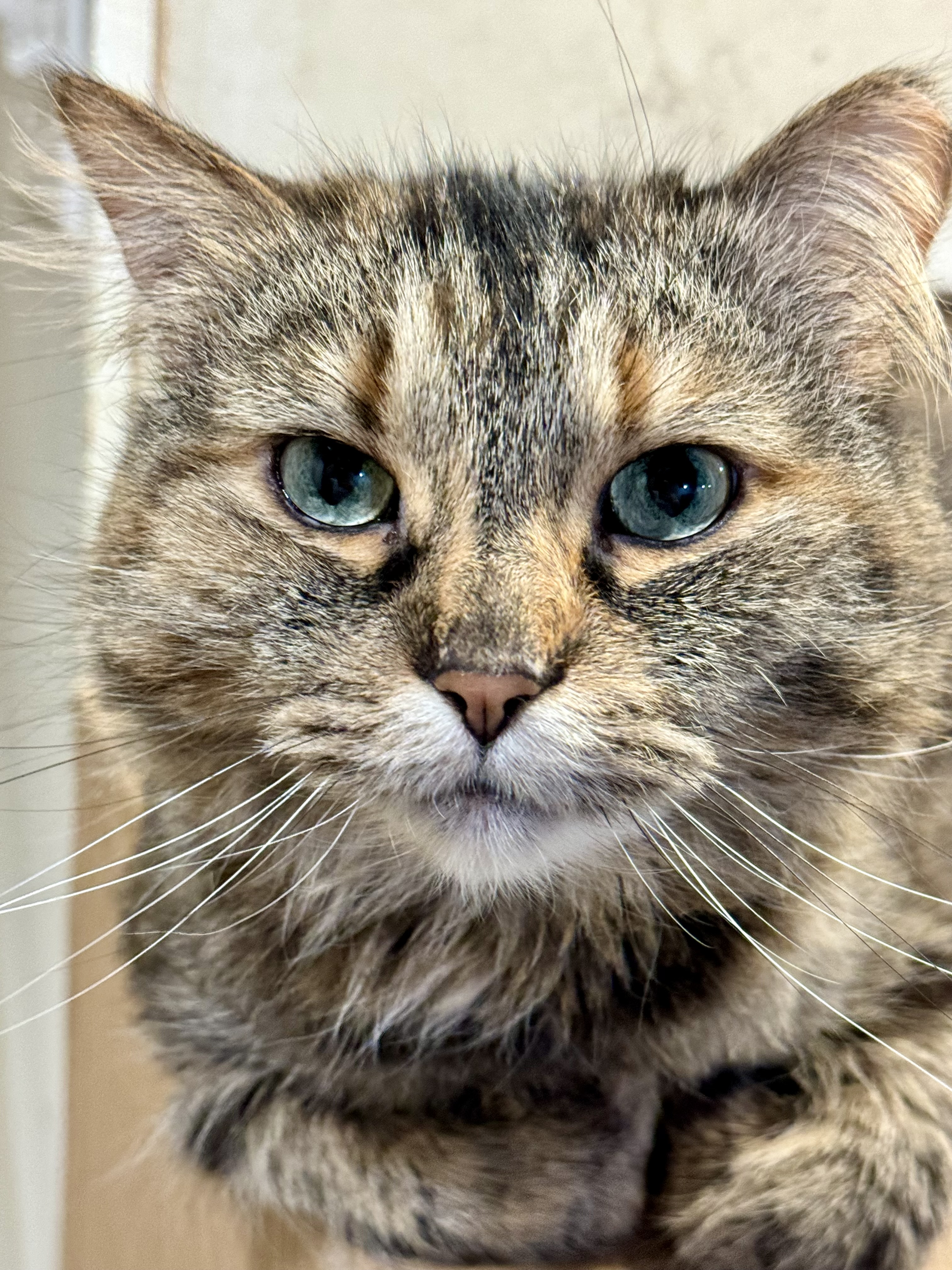 Starlight, Adoptable, Adult Female Maine Coon.