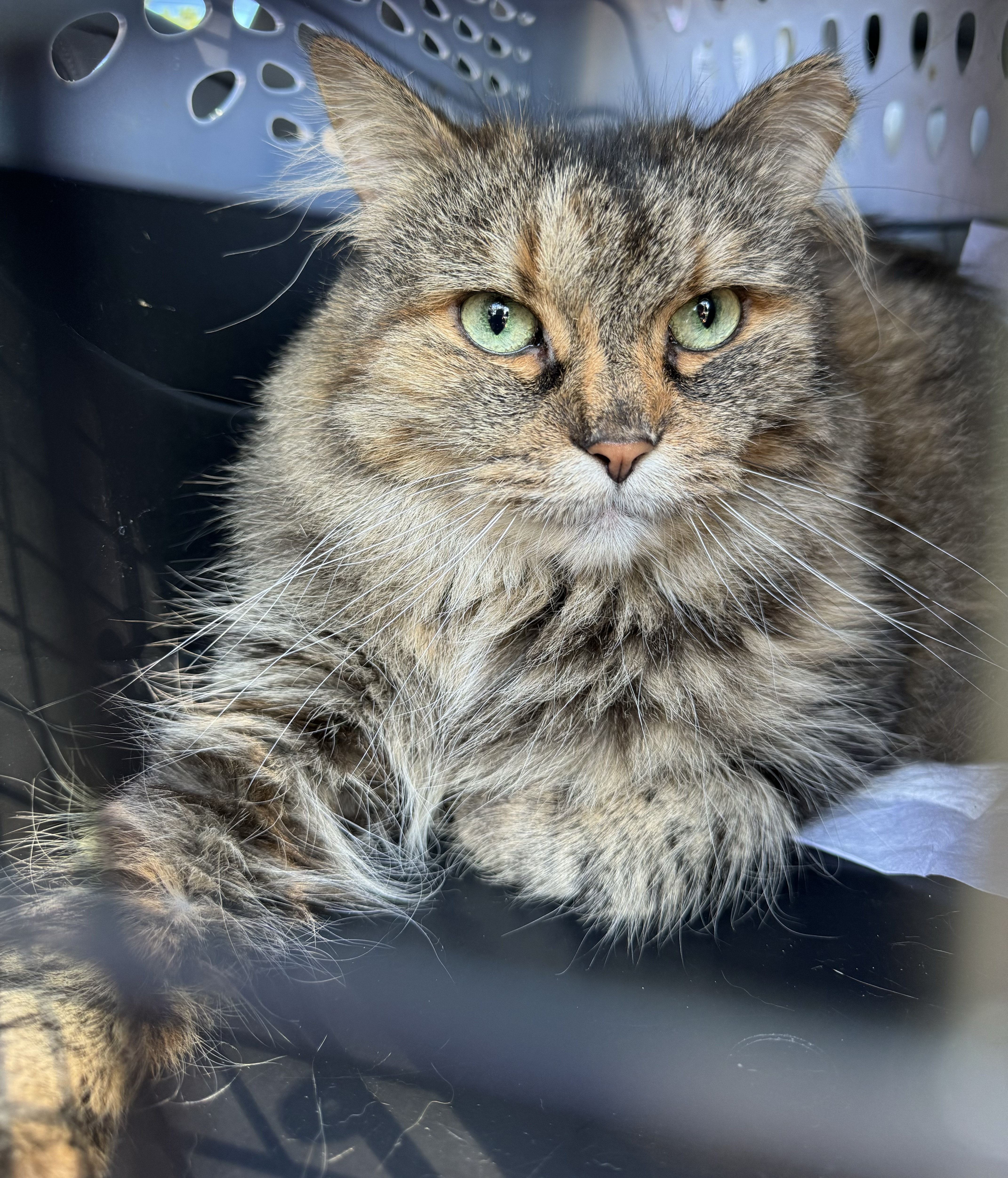 Starlight, an adopted mixed breed in St. Clair Shores, MI image 2/2