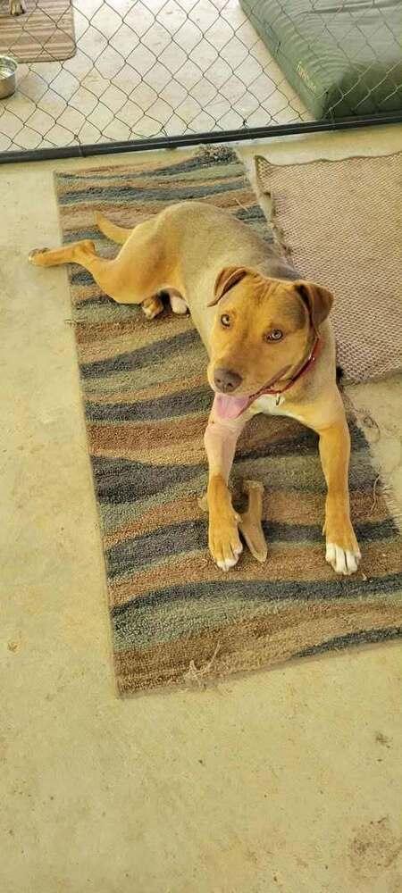 Samson, Adoptable, Young Male Labrador Retriever.