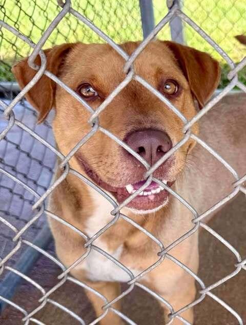 Samson, a Adoptable mixed breed in New Bedford, MA image 2/3