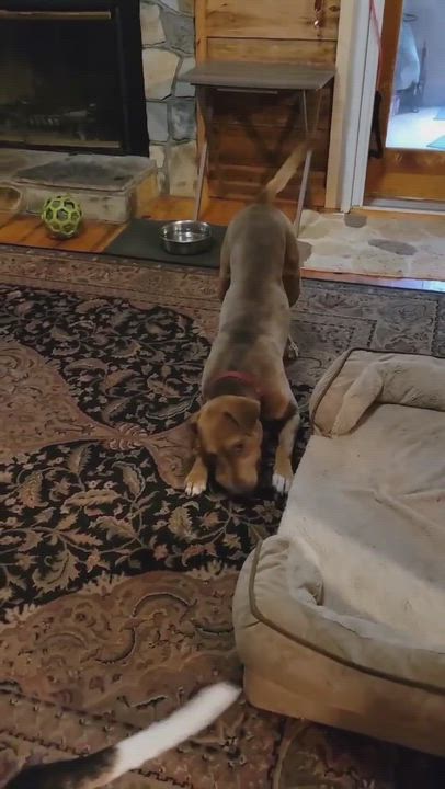 Enlarge Samson, a Adoptable mixed breed in New Bedford, MA video 3/3