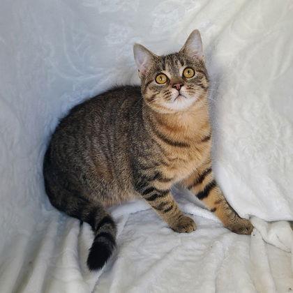 Enlarge 6753 (Peanut), a Adoptable Domestic Short Hair image 1/1