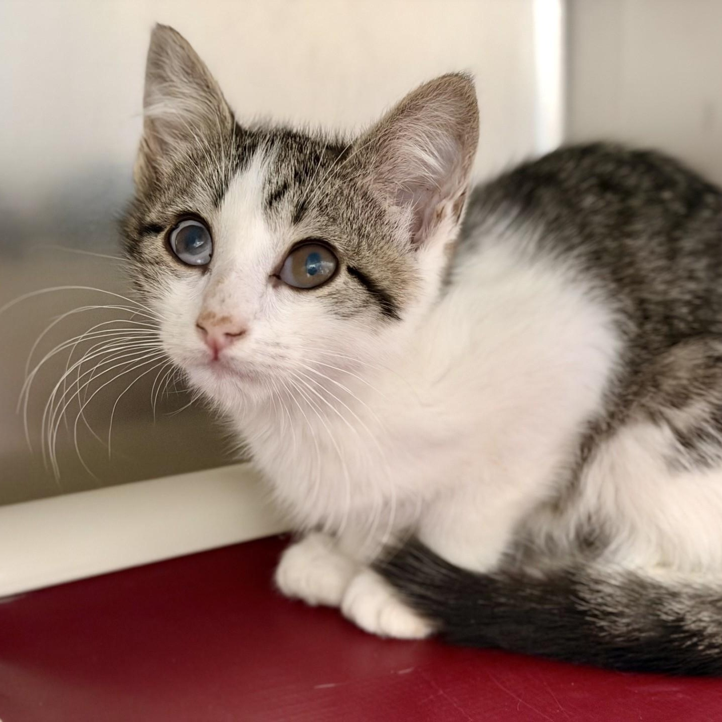 Enlarge Mimsy, a ADOPTABLE Domestic Short Hair in Manahawkin, NJ image 2/2