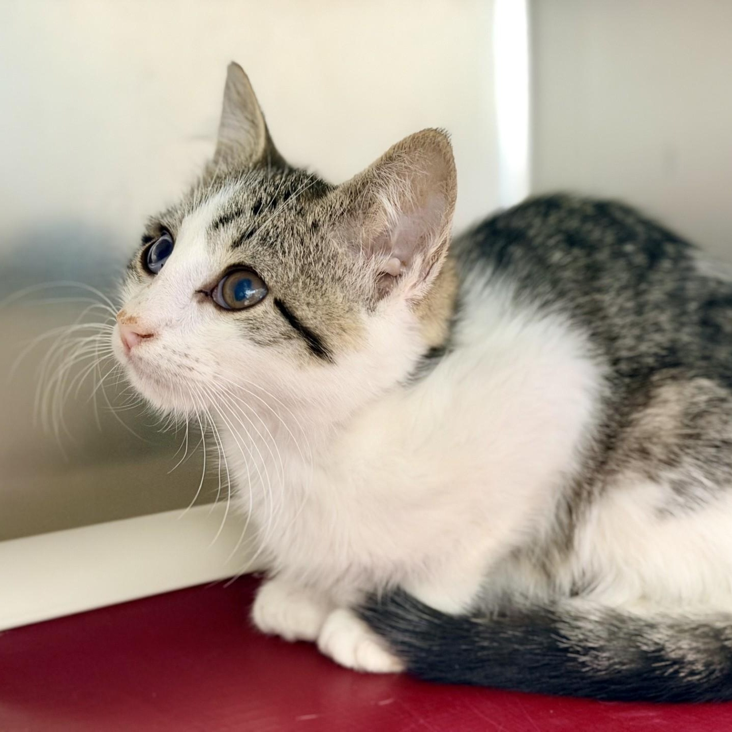 Mimsy, ADOPTABLE, Kitten Female Domestic Short Hair.