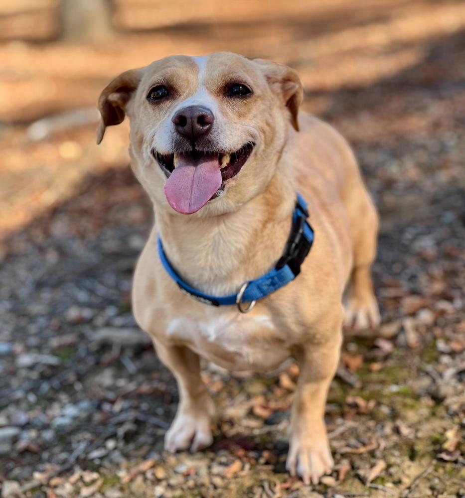 Trevor, Adoptable, Adult Male Chihuahua & Dachshund.
