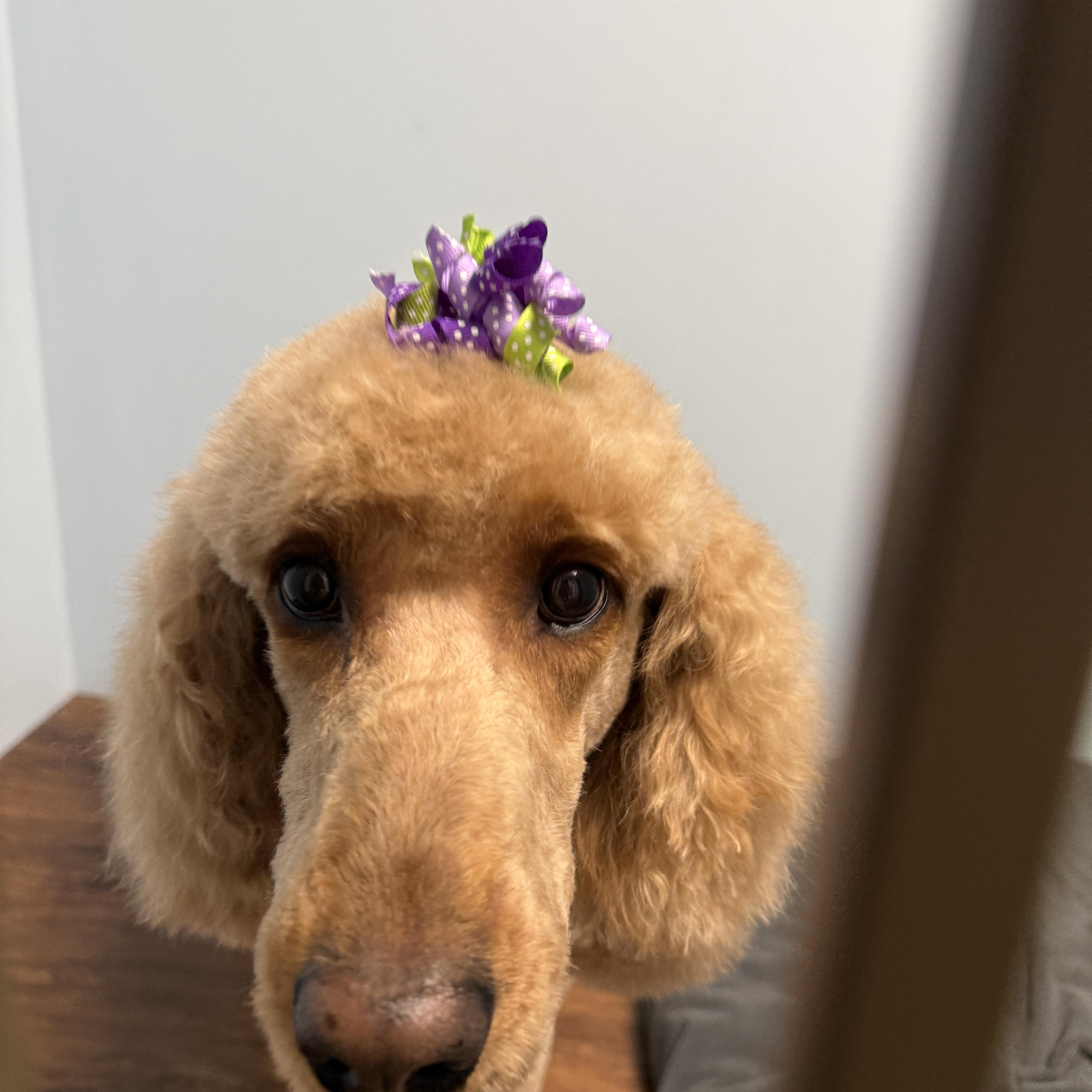 Enlarge ELLA THE ENCHANTED, a Adoptable Goldendoodle in Monroe Township, NJ image 4/5