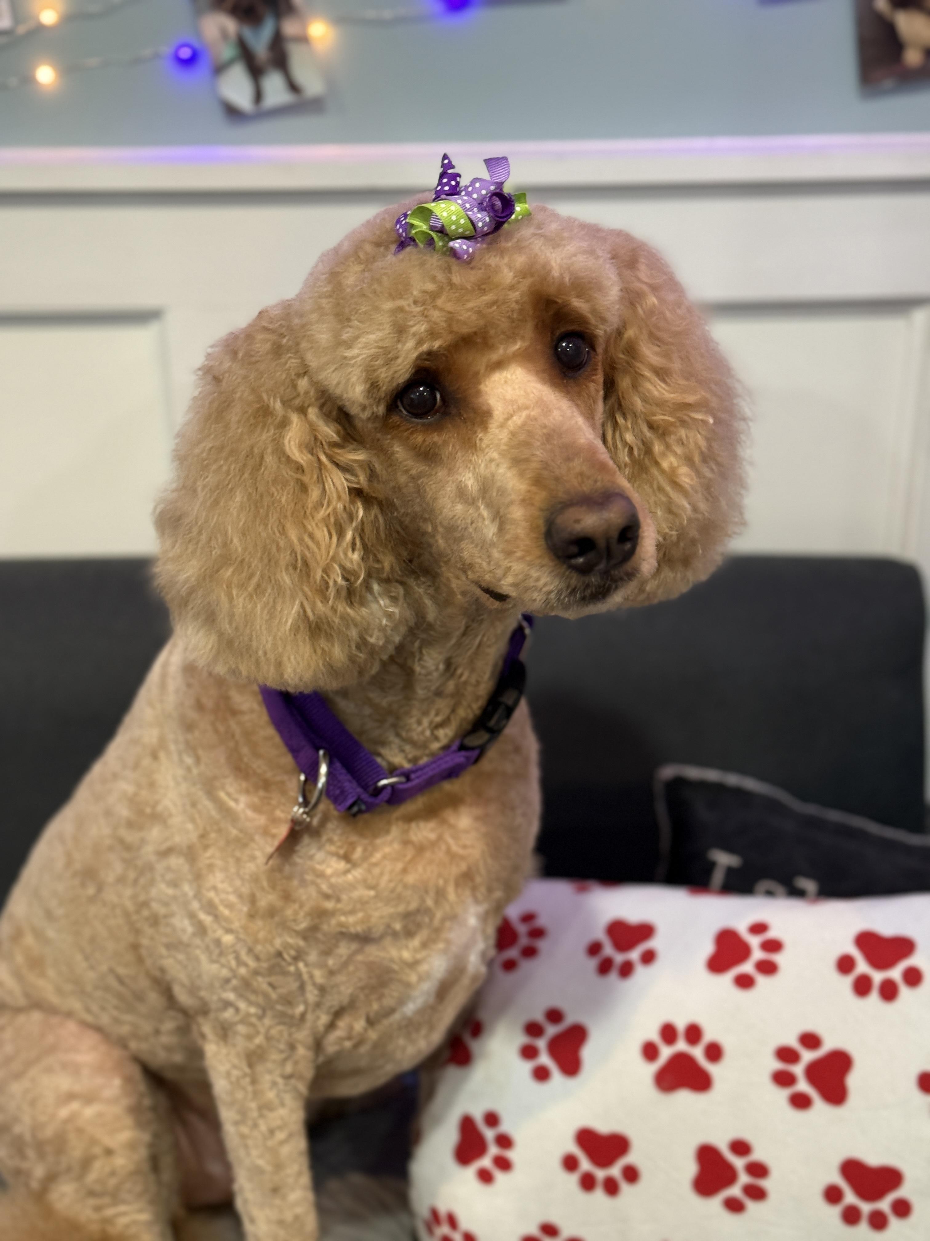 ELLA THE ENCHANTED, Adoptable, Adult Female Goldendoodle.