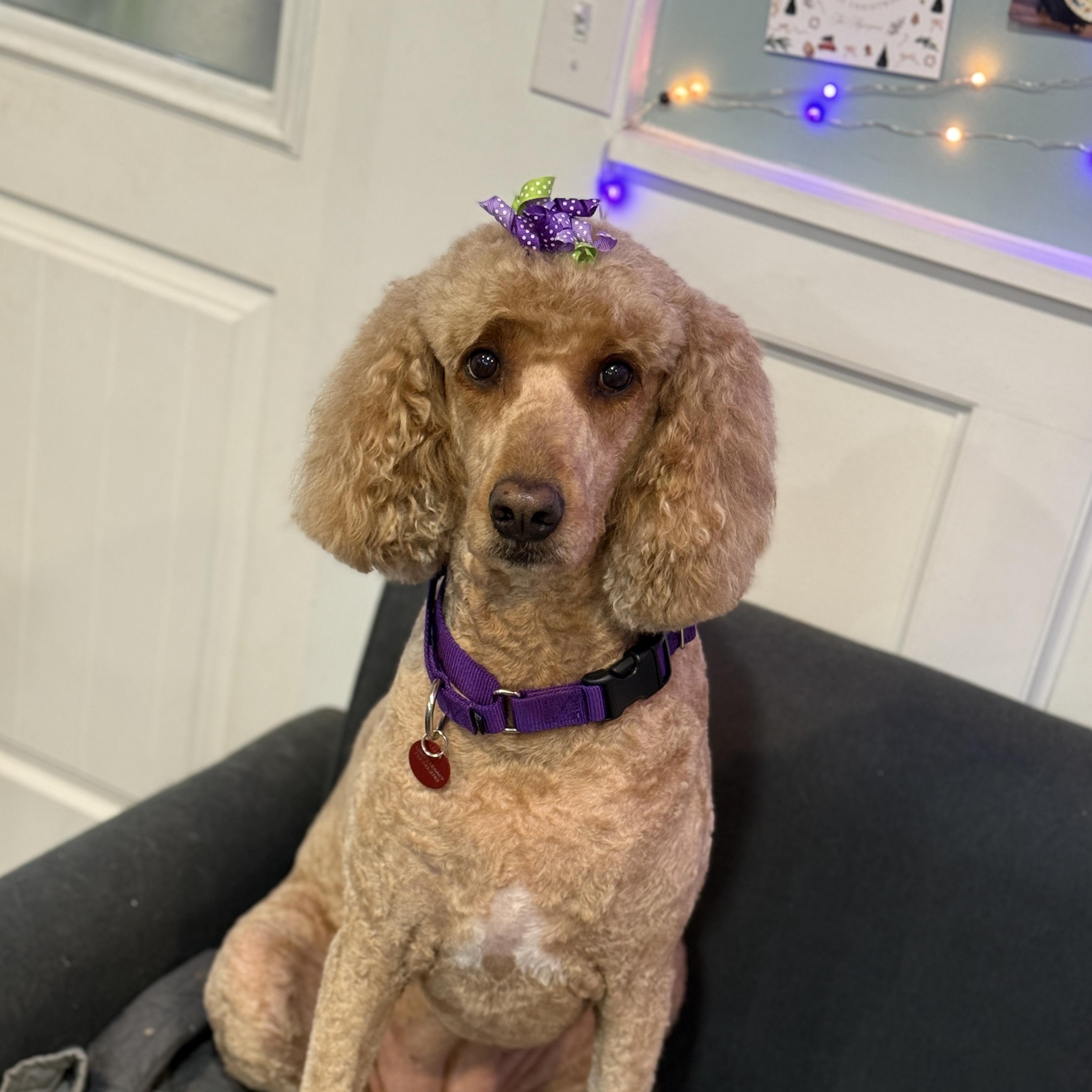 Enlarge ELLA THE ENCHANTED, a Adoptable Goldendoodle in Monroe Township, NJ image 2/5
