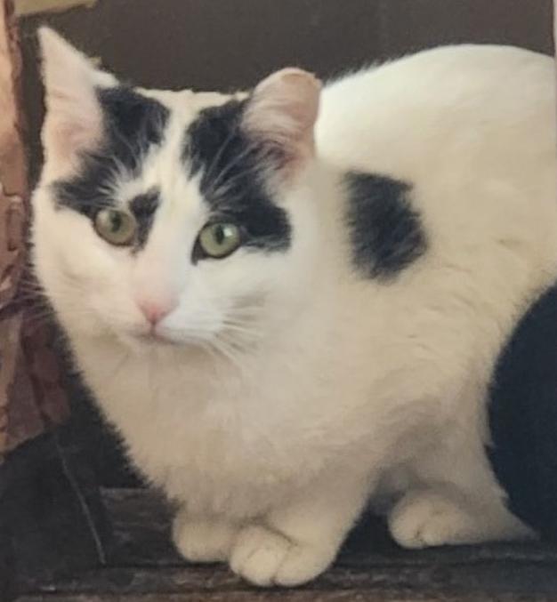 Sasha, Adoptable, Adult Female Domestic Short Hair.