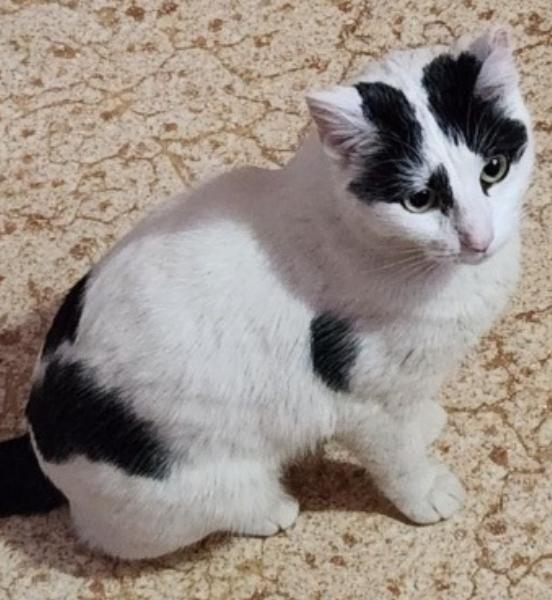 Enlarge Sasha, a Adoptable Domestic Short Hair in Kirklin, IN image 2/4