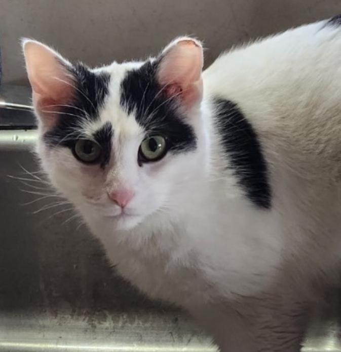 Enlarge Sasha, a Adoptable Domestic Short Hair in Kirklin, IN image 4/4