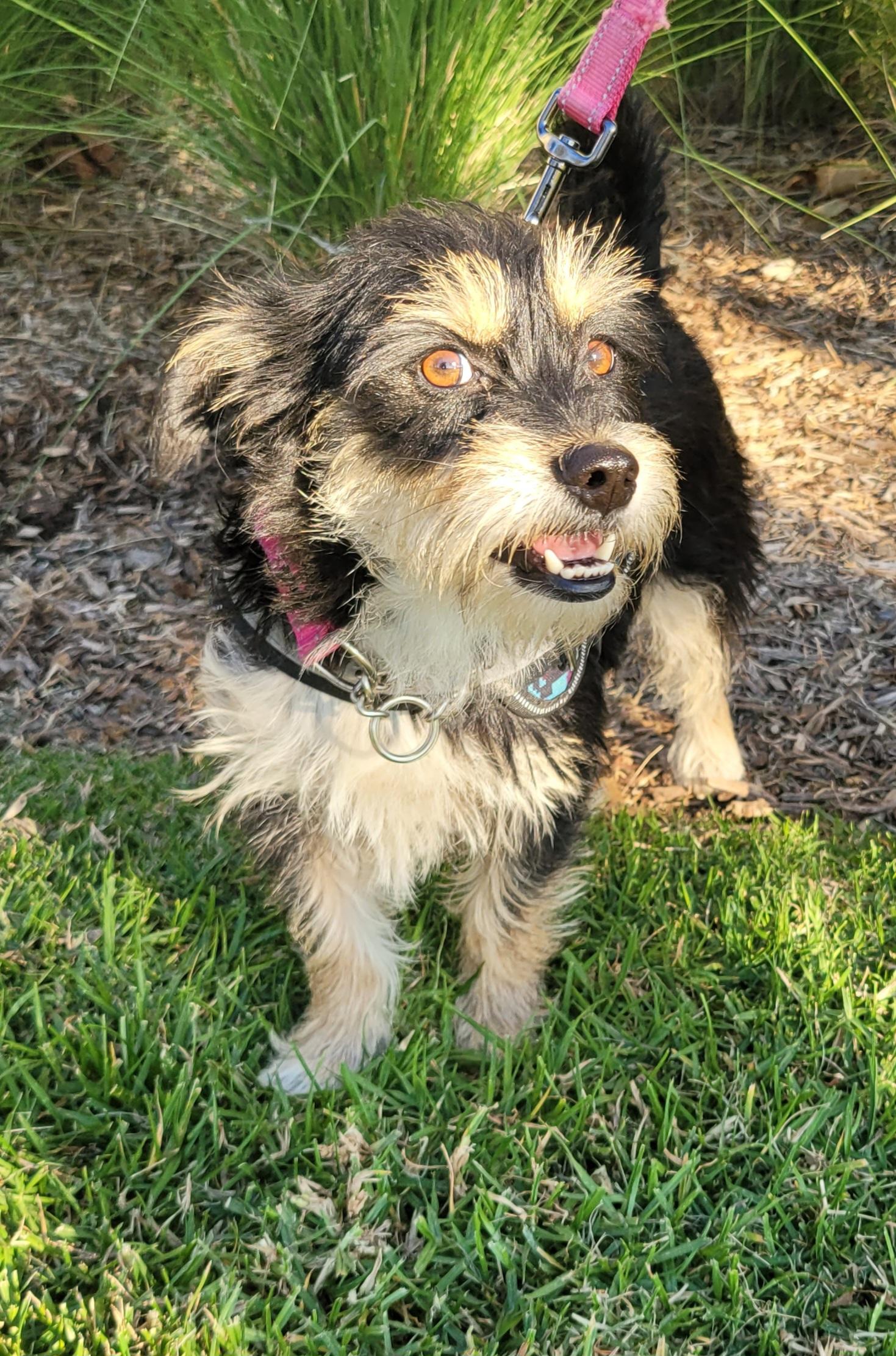 Nixie, a ADOPTABLE mixed breed in Reseda, CA image 4/6