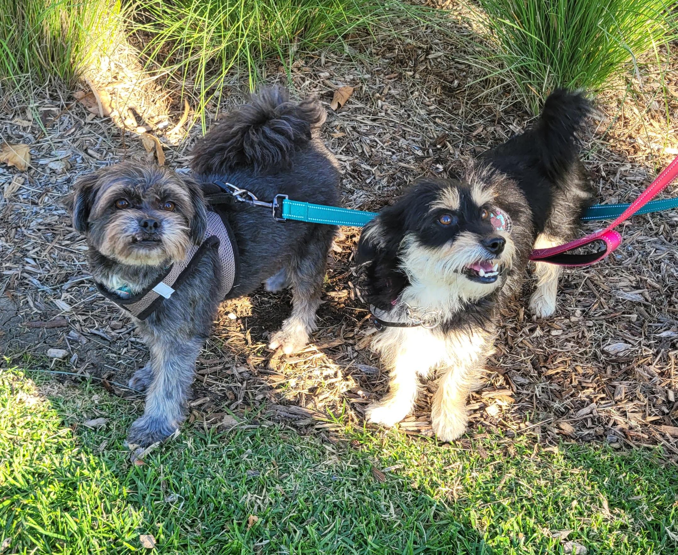 Nixie, a ADOPTABLE mixed breed in Reseda, CA image 3/6