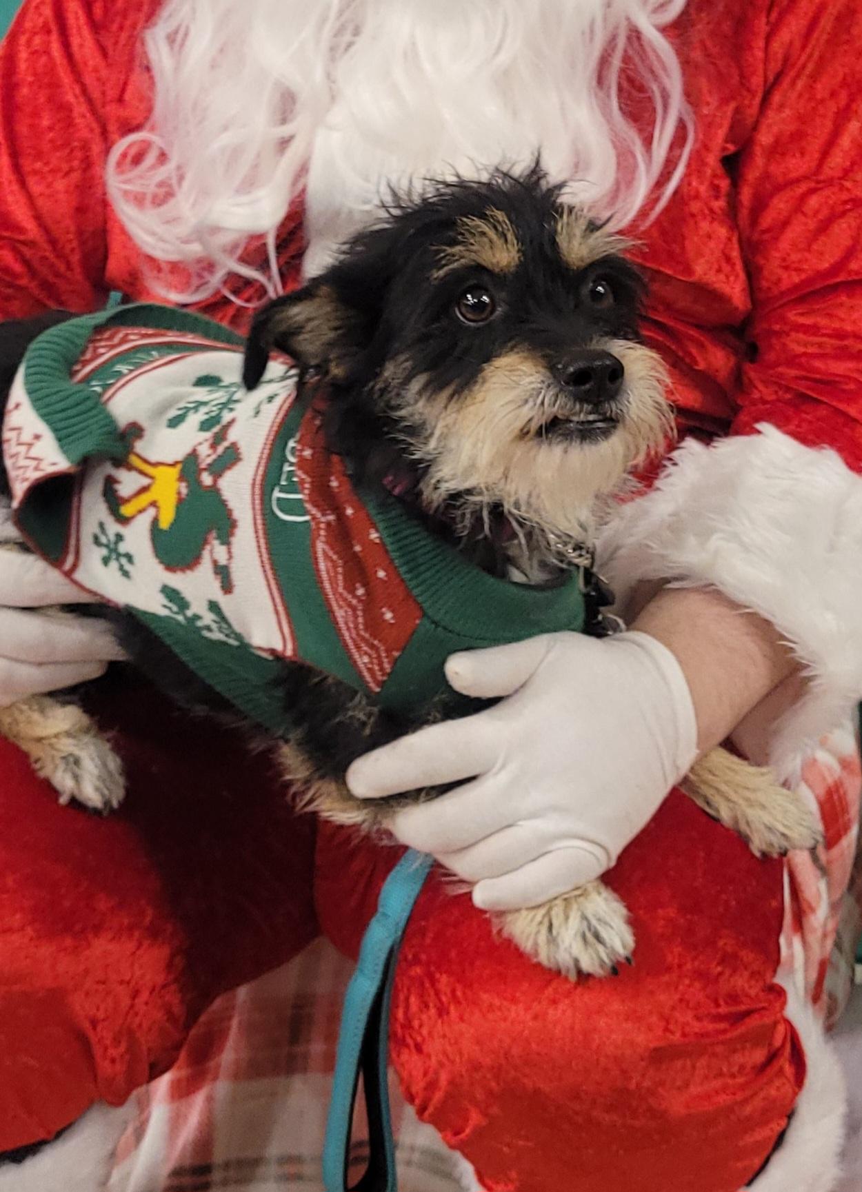 Nixie, a ADOPTABLE mixed breed in Reseda, CA image 2/6