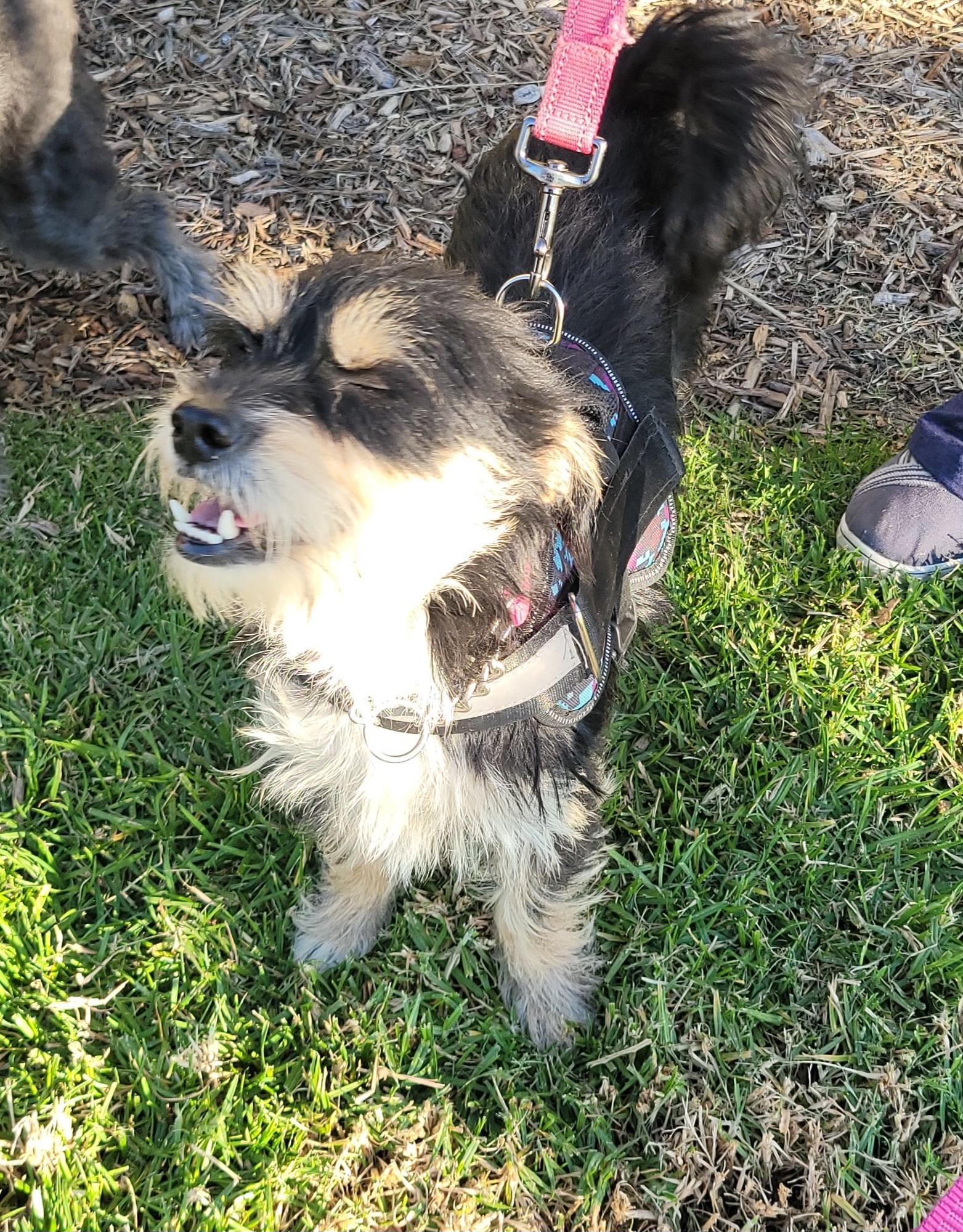 Nixie, a ADOPTABLE mixed breed in Reseda, CA image 6/6