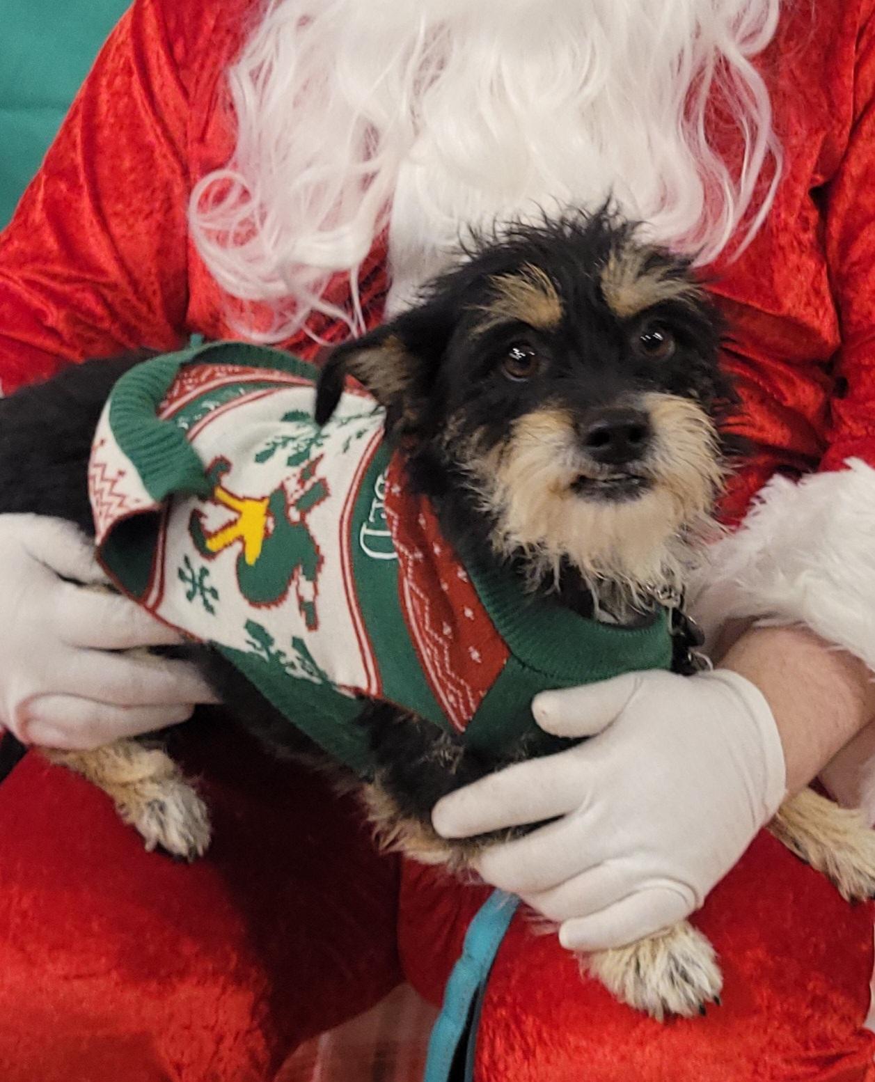 Nixie, ADOPTABLE, Adult Female Schnauzer.