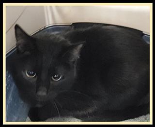ROBIN, Adoptable, Adult Male Domestic Short Hair.