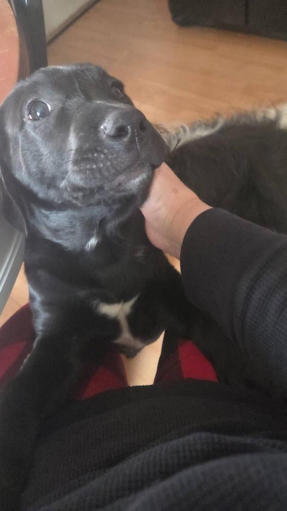 Frozone, Adoptable, Puppy Male Labrador Retriever & Terrier.