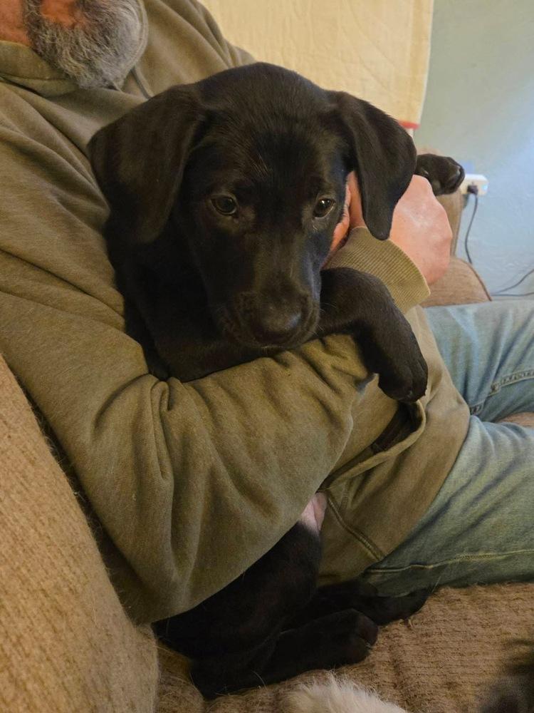 Enlarge Frozone, a Adoptable mixed breed in Irwin, PA image 2/5