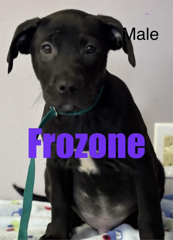 Enlarge Frozone, a Adoptable mixed breed in Irwin, PA image 3/5