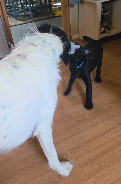 Enlarge Frozone, a Adoptable mixed breed in Irwin, PA video 4/5