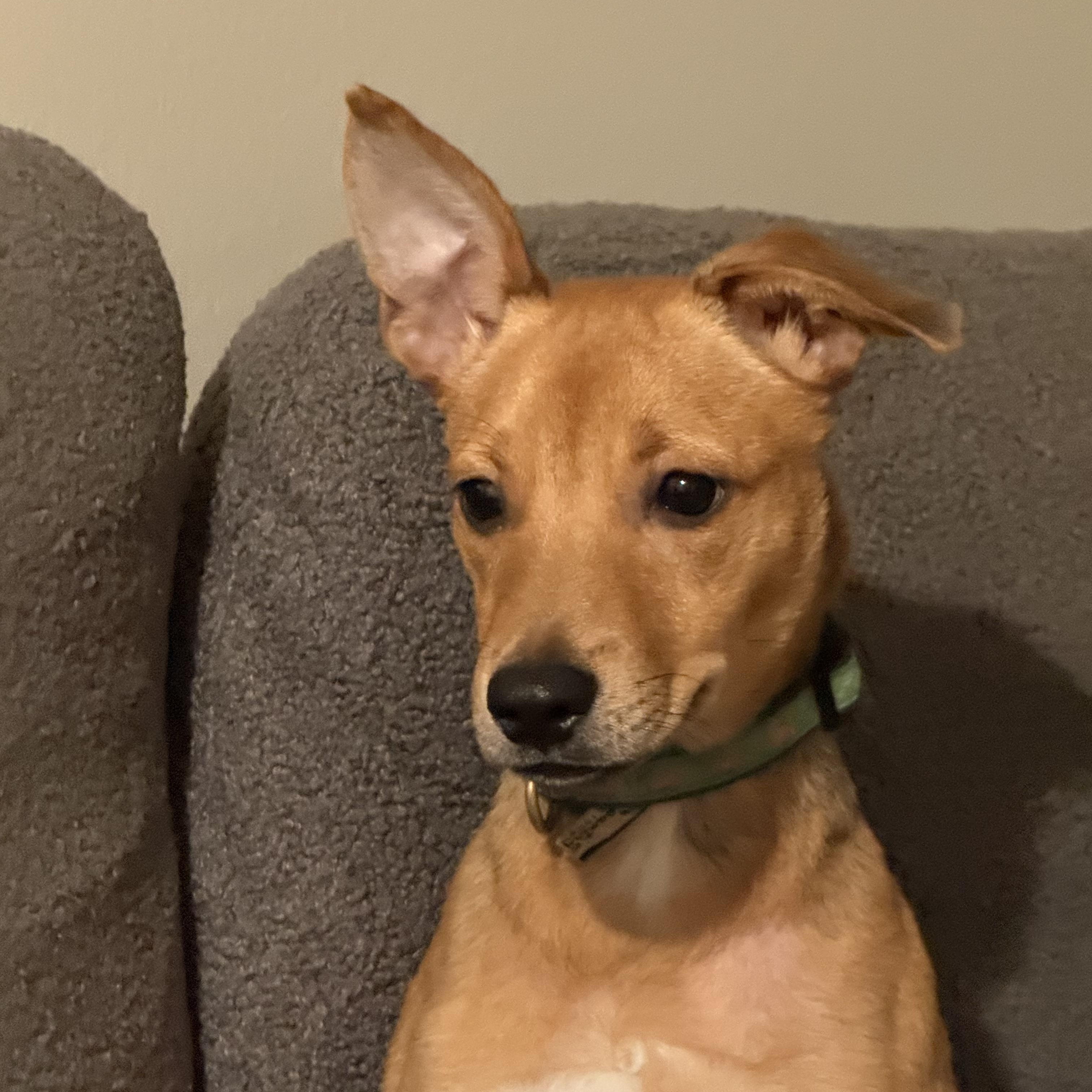 Gypsy, a Adoptable mixed breed in Oceanport, NJ image 1/5