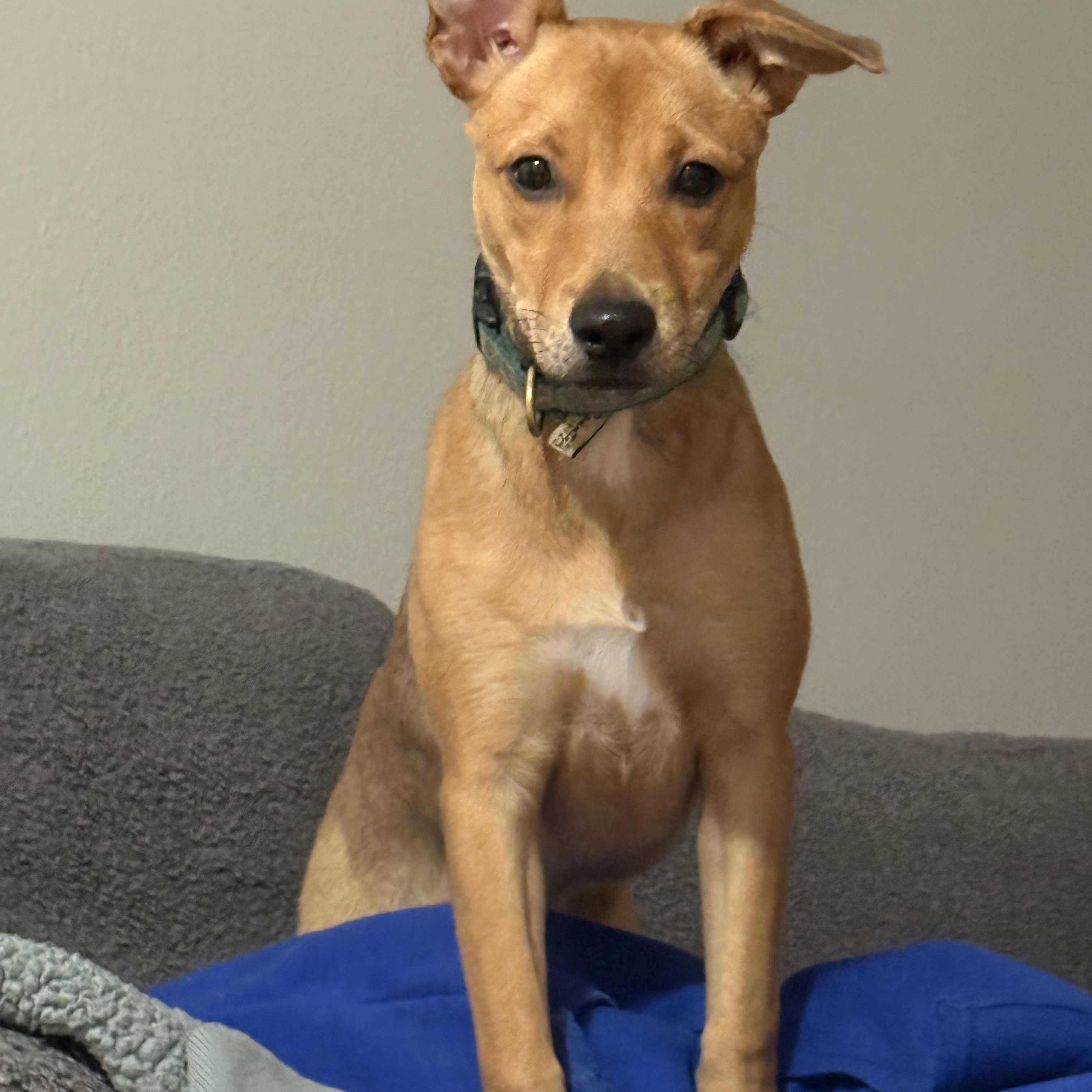 Gypsy, a Adoptable mixed breed in Oceanport, NJ image 2/5