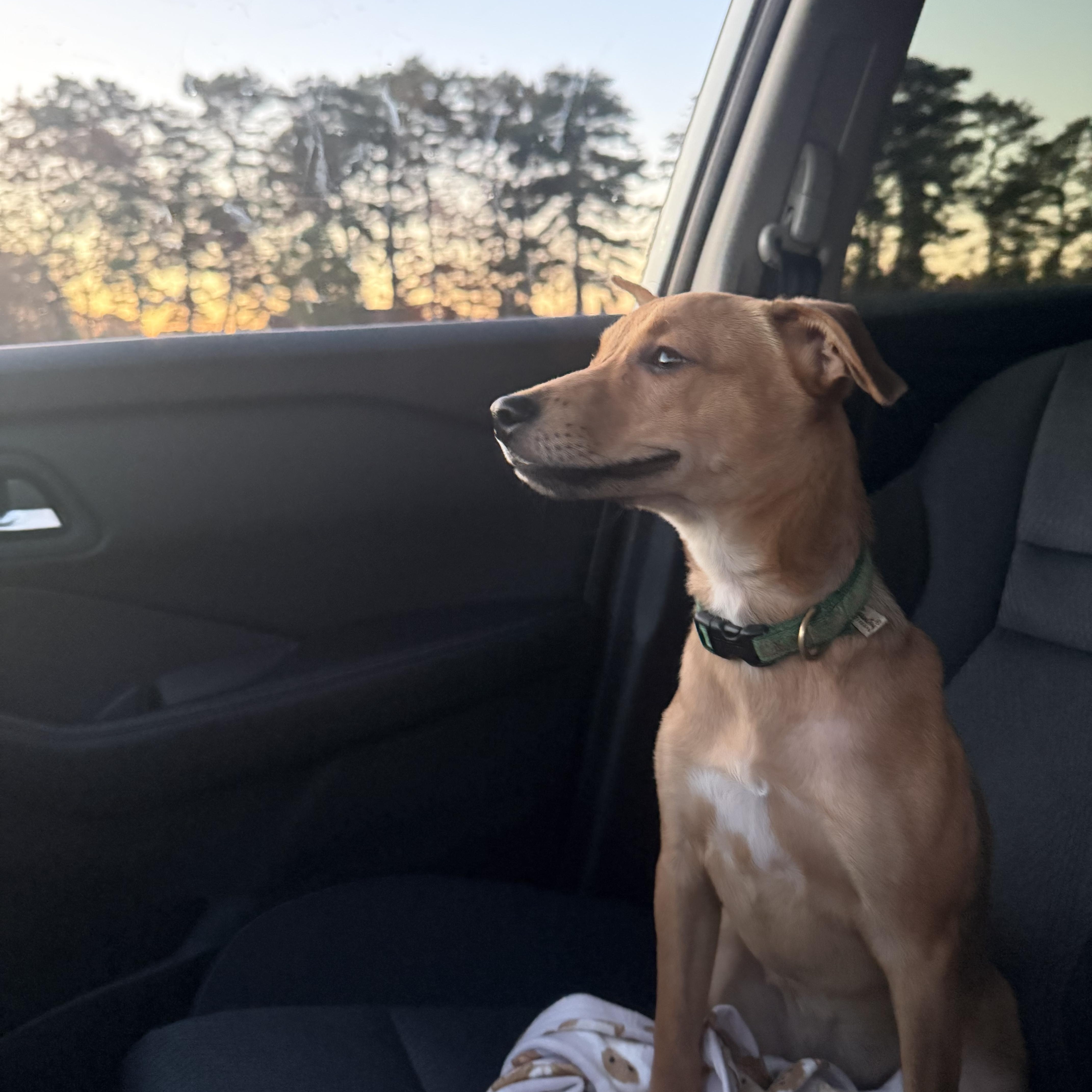 Gypsy, a Adoptable mixed breed in Oceanport, NJ image 3/5