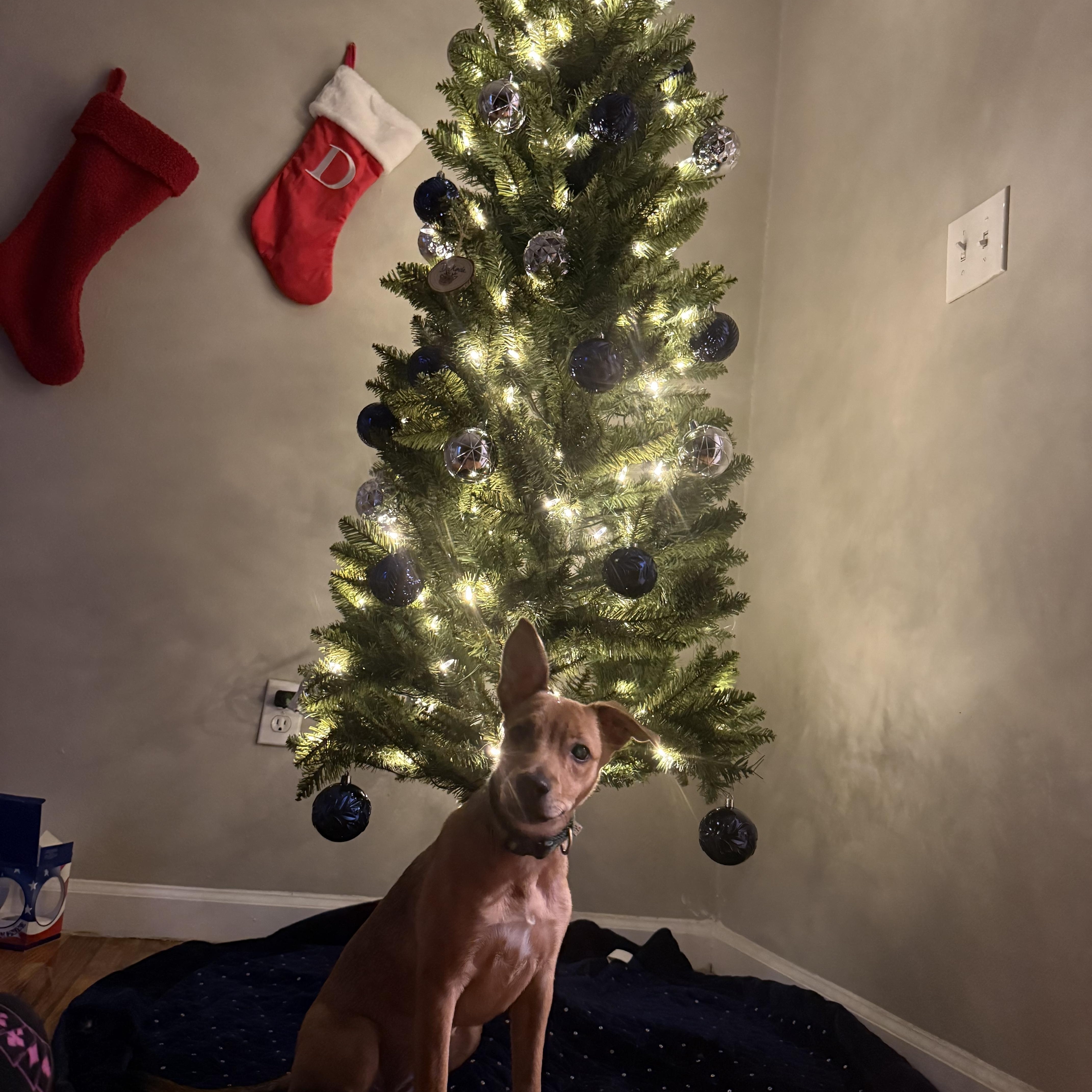 Gypsy, a Adoptable mixed breed in Oceanport, NJ image 4/5