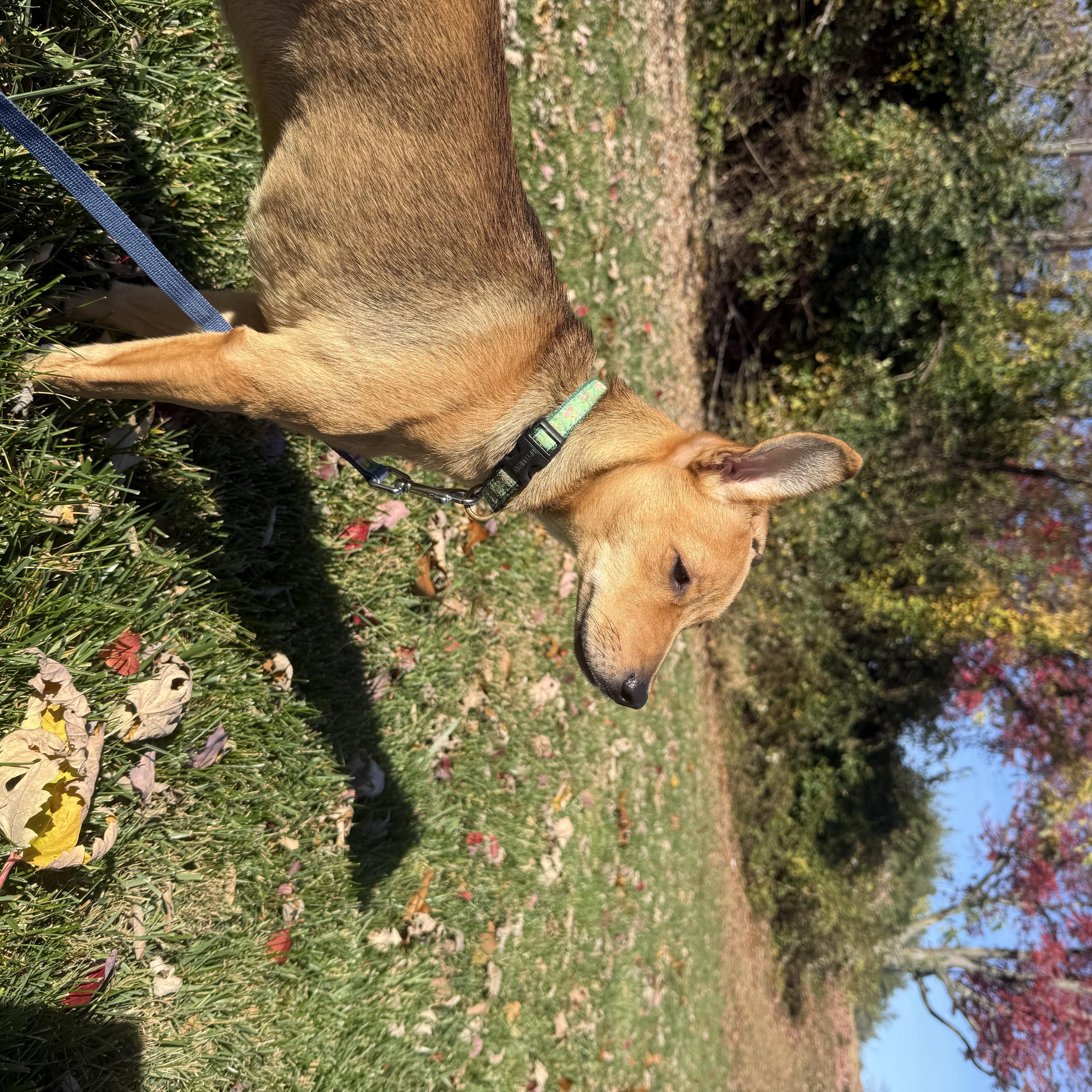 Gypsy, a Adoptable mixed breed in Oceanport, NJ image 5/5