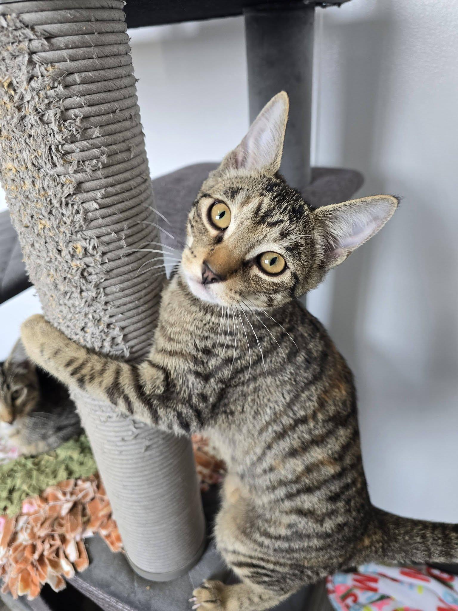 Lane, ADOPTABLE, Young Female Domestic Short Hair.
