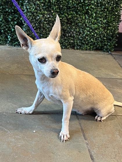 Enlarge LUCY., a Adoptable mixed breed in El Paso, TX image 1/1