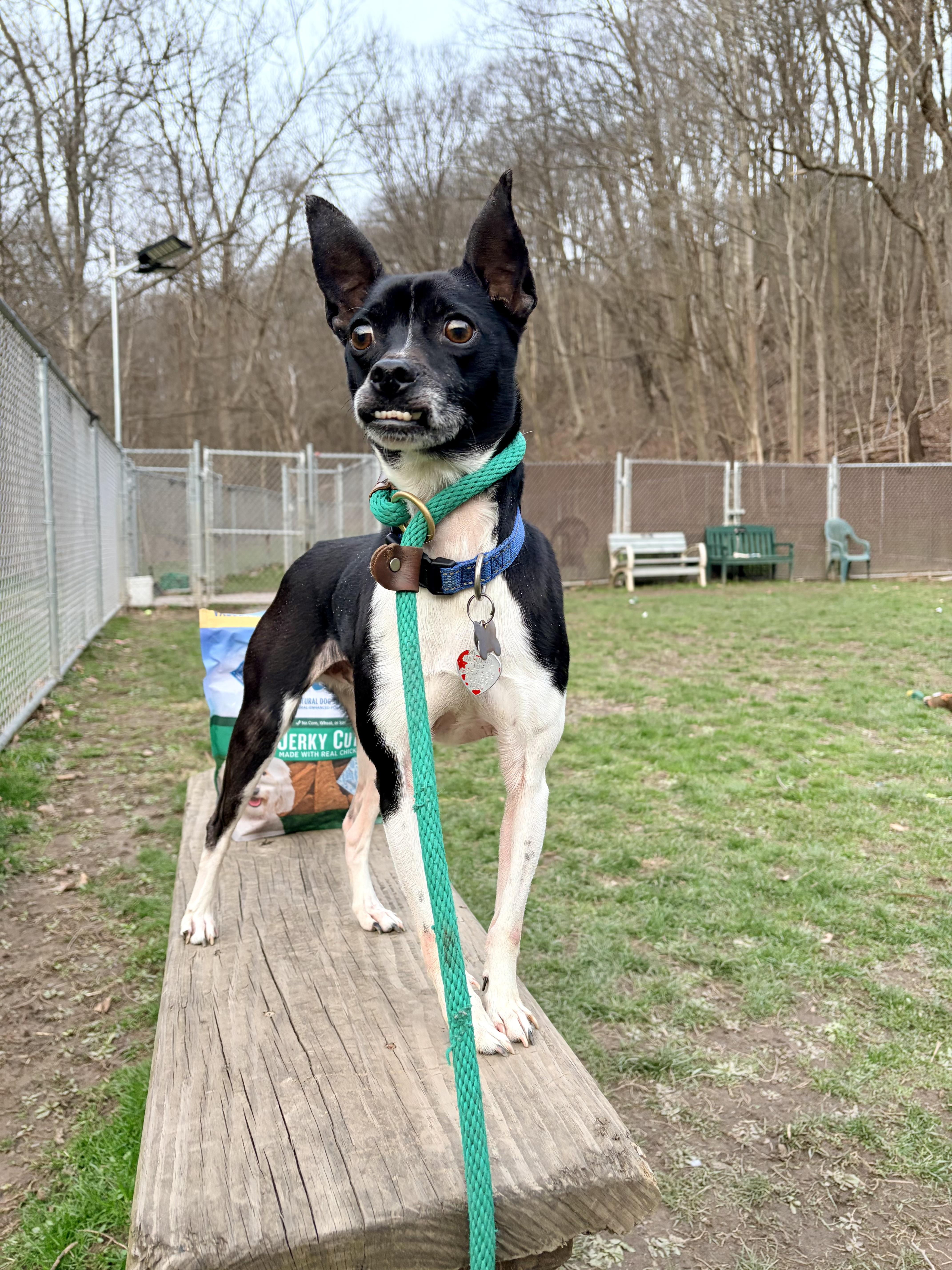 Enlarge Parker , a ADOPTABLE mixed breed in White Oak, PA image 1/1