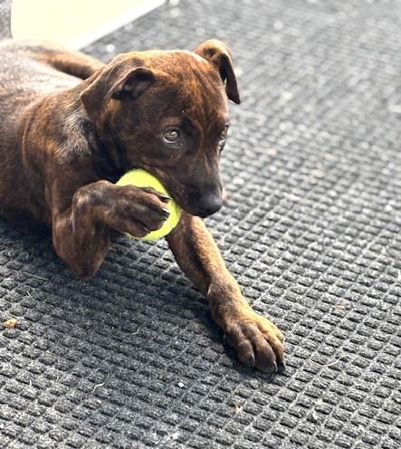 4PAWS Gunner