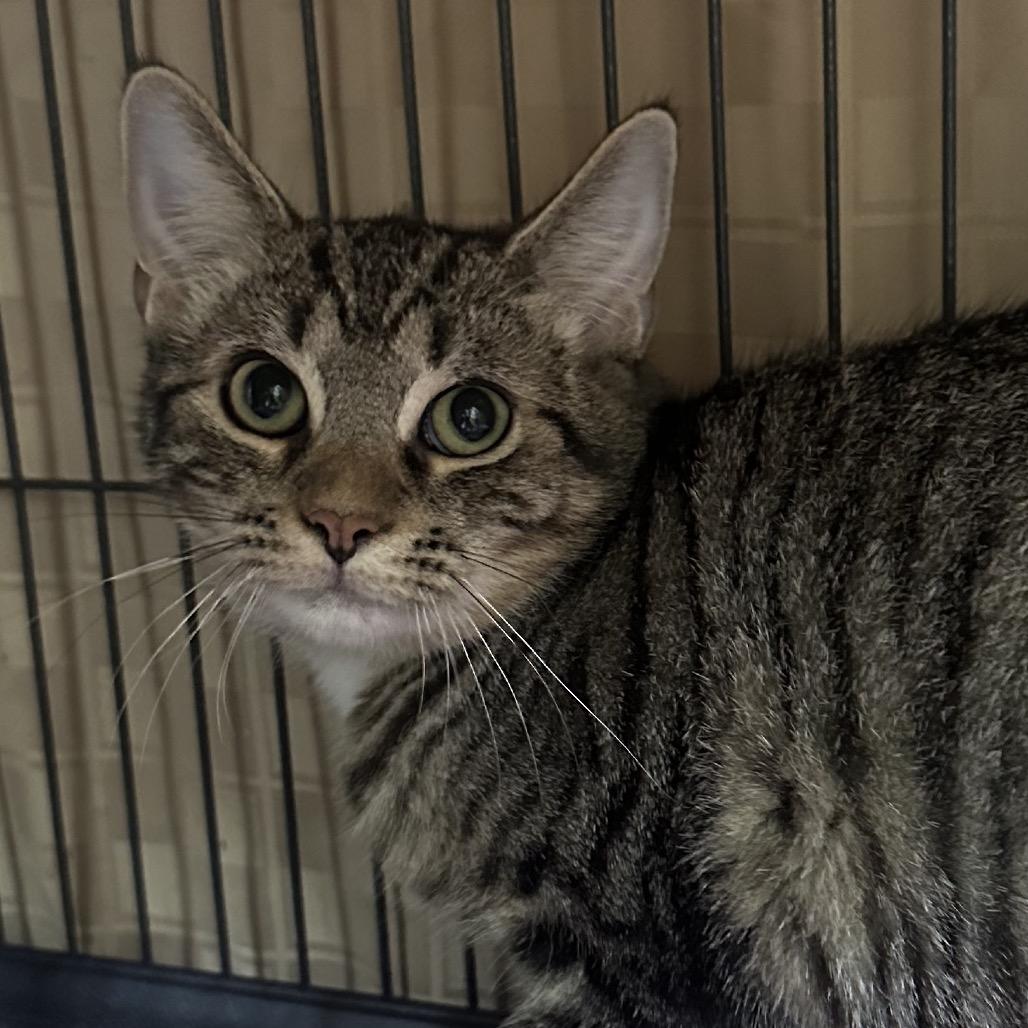 Thor, Adoptable, Young Male Domestic Short Hair.