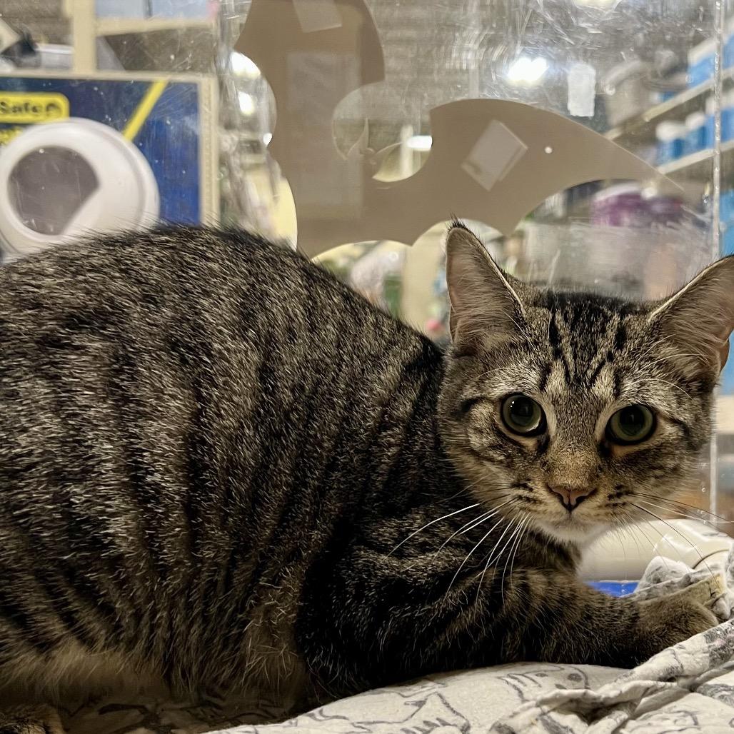 Enlarge Thor, a Adoptable Domestic Short Hair in Mount Laurel, NJ image 2/4